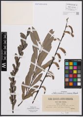 Foto von Salix cinerea L. x Salix incana Schrank